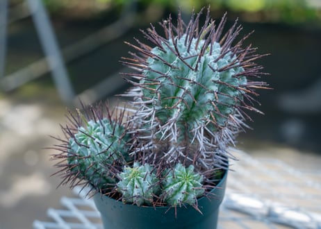 ②ユーフォルビア　ルディス Yahoo!オークション - D28 Euphorbia rudis ユーフォルビア