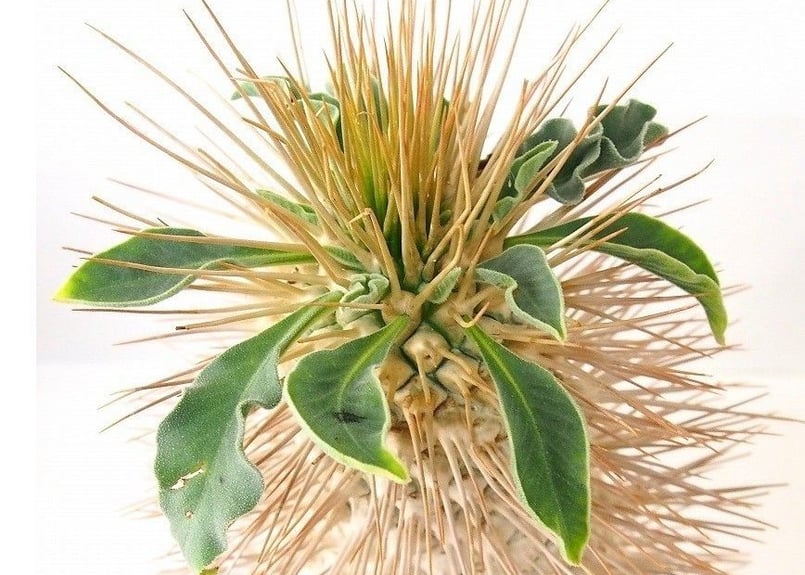 Pachypodium namaquanum パキポディウム ナマクアナム 光堂