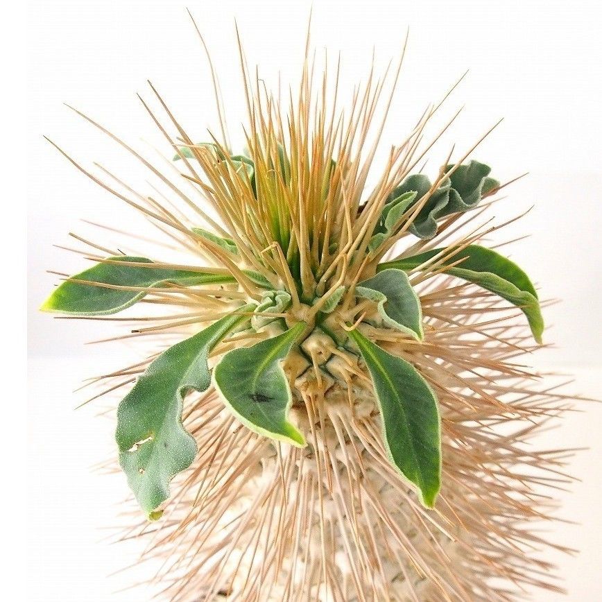 パキポディウム　ナマクアナム分岐　光堂 パキポディウム ナマクアナム 光堂 | GREEN LUCK