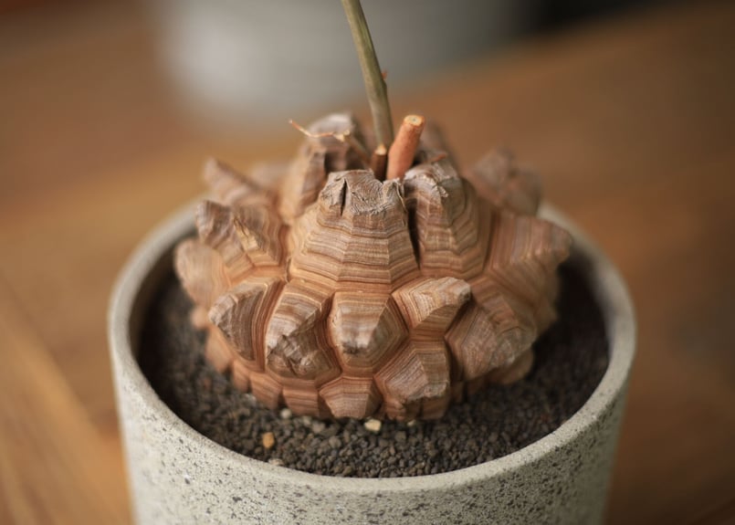 亀甲竜 Dioscorea elephantipes | mana's farm:塊根植物・ア