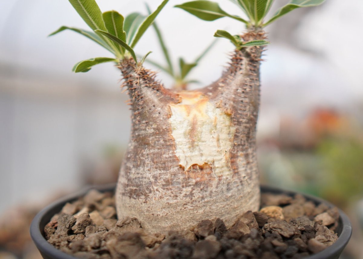 パキポディウム グラキリス A NO.2 | mana's farm:塊根植物・アガベ