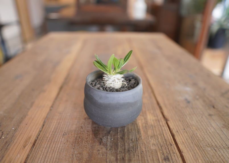 恵比寿大黒 Pachypodium Densicaule | mana's farm:塊根植物