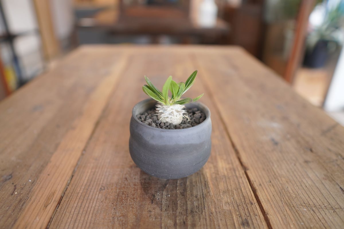 恵比寿大黒 Pachypodium Densicaule | mana's farm:塊根植物