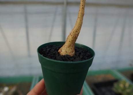 フィカス パルメリー Ficus palmeri  No.1