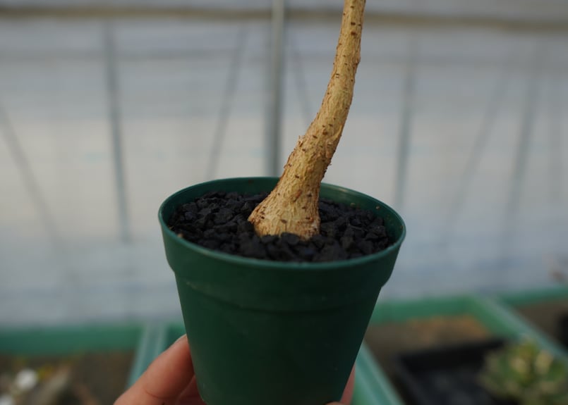 フィカス パルメリー Ficus palmeri No.1 | mana's farm:塊根