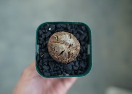 亀甲竜　Dioscorea elephantipes　No.3