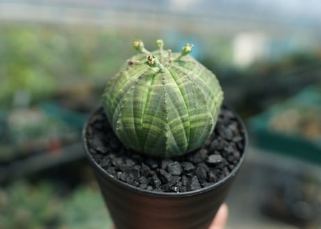 ユーフォルビア　オベサ　Euphorbia obesa