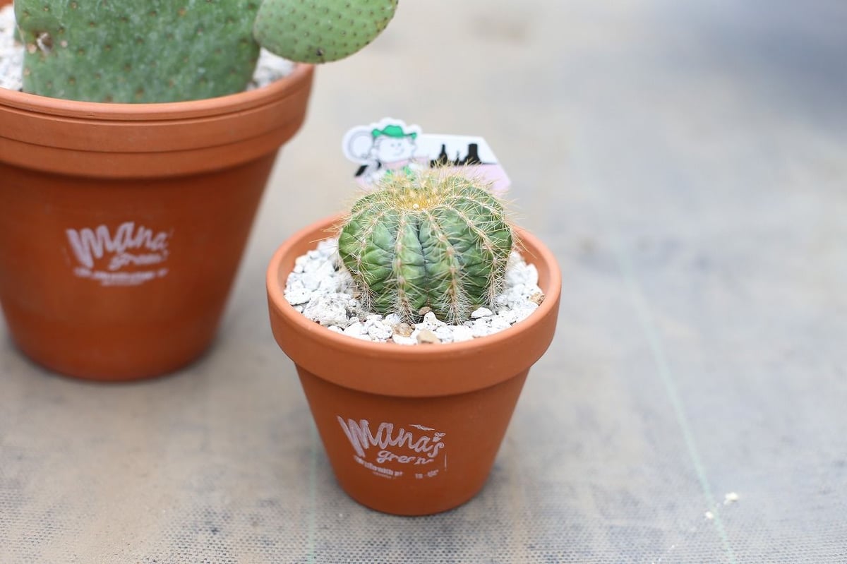 サボテンセット | mana's farm:塊根植物・アガベ・ドライガーデン植物