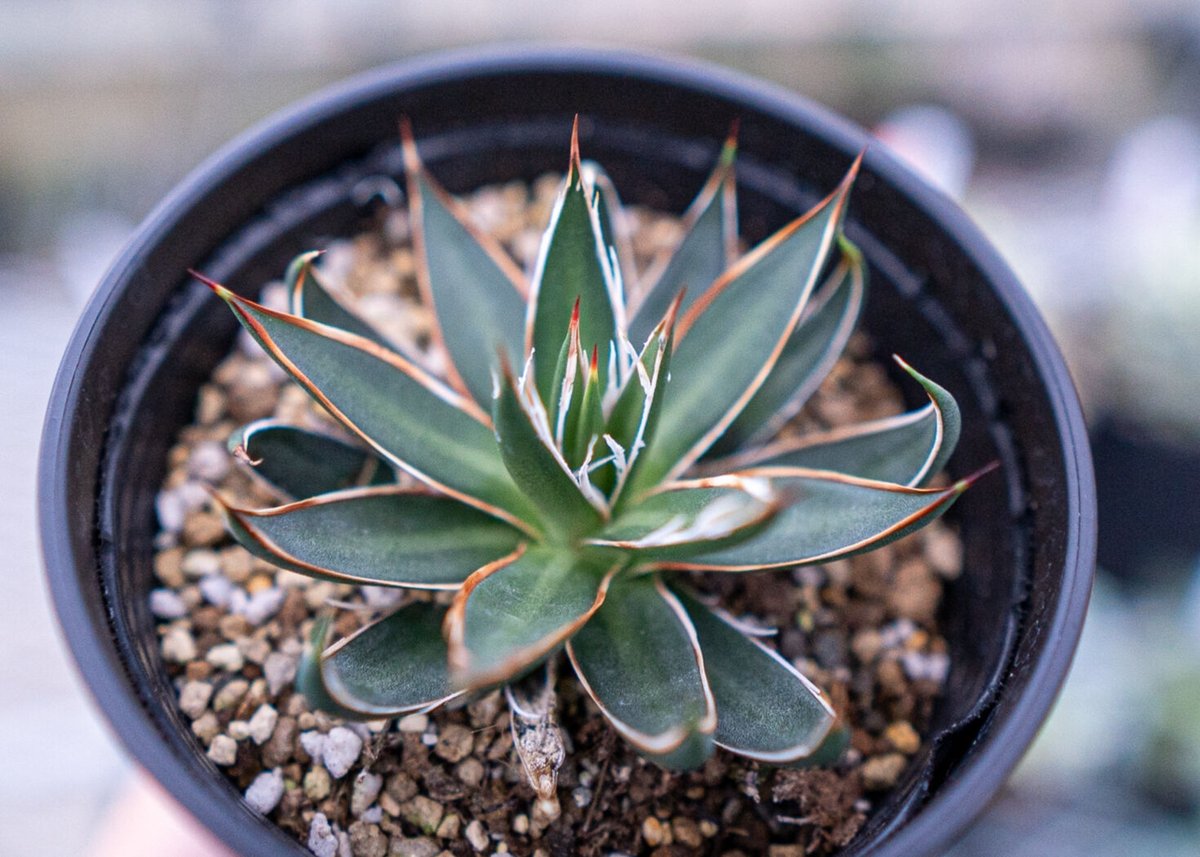 アガベ ホワイトストライプ | mana's farm:塊根植物・アガベ・ドライ