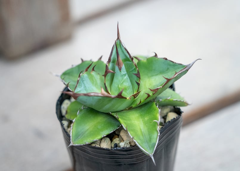 アガベ チタノタ ブルー 沖縄実生 | mana's farm:塊根植物・アガベ