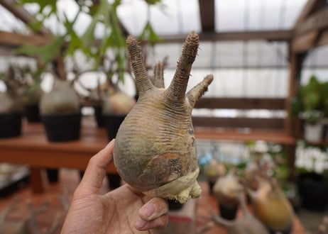 パキポディウム　グラキリス　Pachypodium gracilius　抜き苗　№123