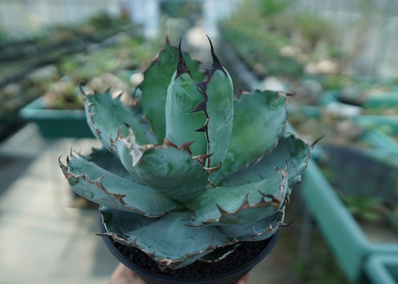 アガベ チタノタ ブラックアンドブルー Black & Blue 夢風組 鉢付き アガベ チタノタ ブラックアンドブルー Black & Blue 夢風組 鉢