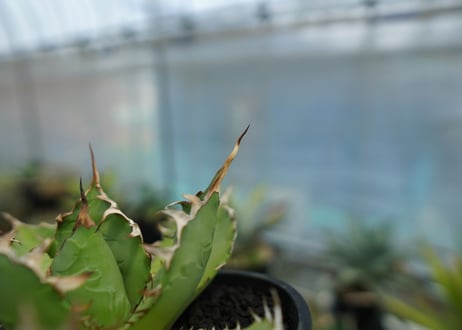 アガベ　チタノタ　FO-76　agave titanota  FO-76