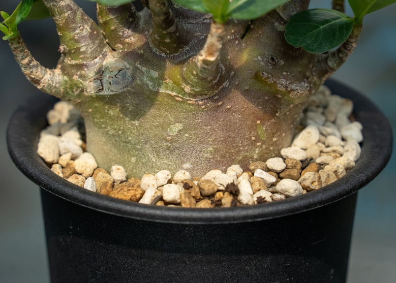 アデニウム モンスター✴️鉢付き 塊根植物 アデニウム・モンスター | 塊根植物 - フローリスト彩花 北海道札幌市