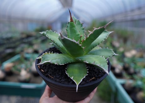アガベ チタノタ 夕映厳龍　Agave titanota ”solareclipse"