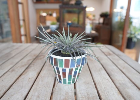 ディッキア コリスタミネア Dyckia choristaminea