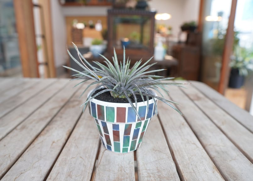 ディッキア コリスタミネア Dyckia choristaminea | mana's far