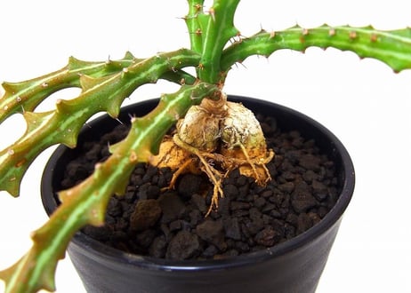 Euphorbia knuthii　 狗奴子キリン
