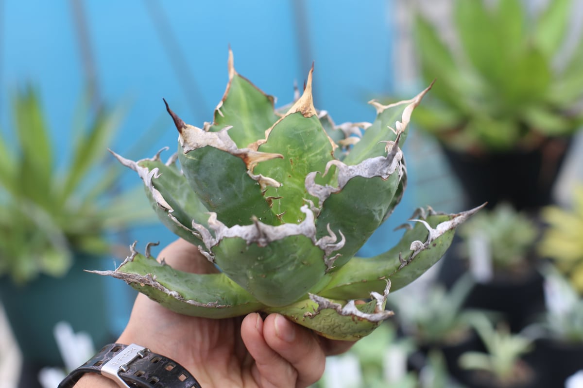 超優秀株 Agave titanta FO-76 Compact低重心 【公式通販】