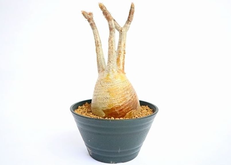 パキポディウム グラキリス 特小サイズ | mana's farm:塊根植物