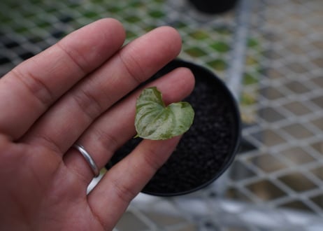 亀甲竜　Dioscorea elephantipes No.2