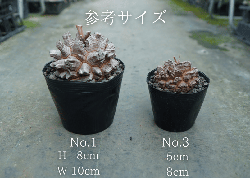 長谷川園芸産】亀甲竜 Dioscorea elephantipes No.6 | mana'