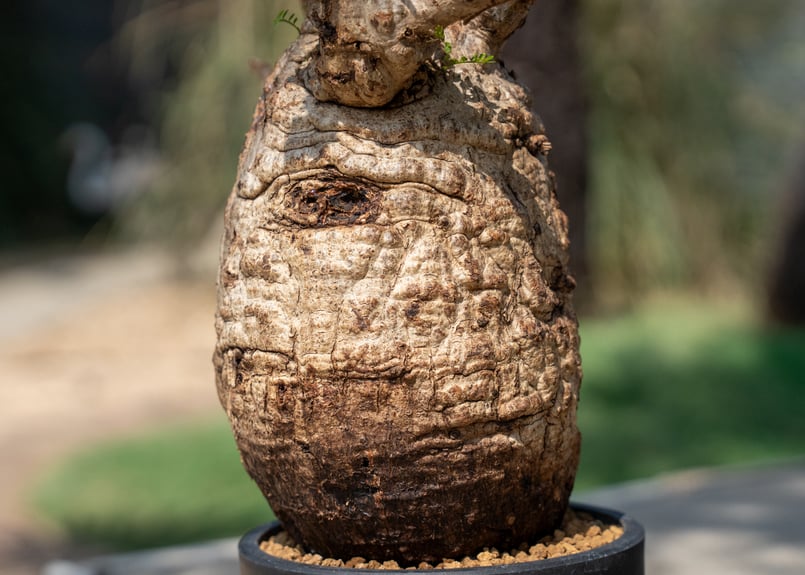 オペルクリカリア パキプス Operculicarya pachypus | mana's f