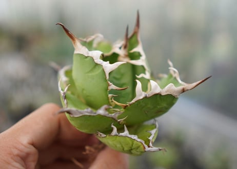 Agave titanota  Crab 螃蟹  NO.6