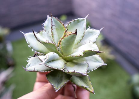 Agave titanota Flligree NO.3