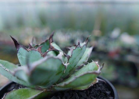 アガベ　チタノタ　 ブラックアンドブルー 　Agave titanota black and blue　No.2