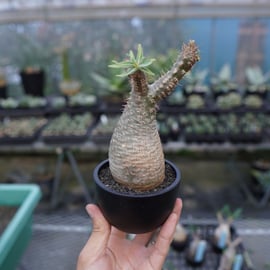 美形 グラキリス 手乗り 発根管理株 手乗りグラキリスをアップします。 |