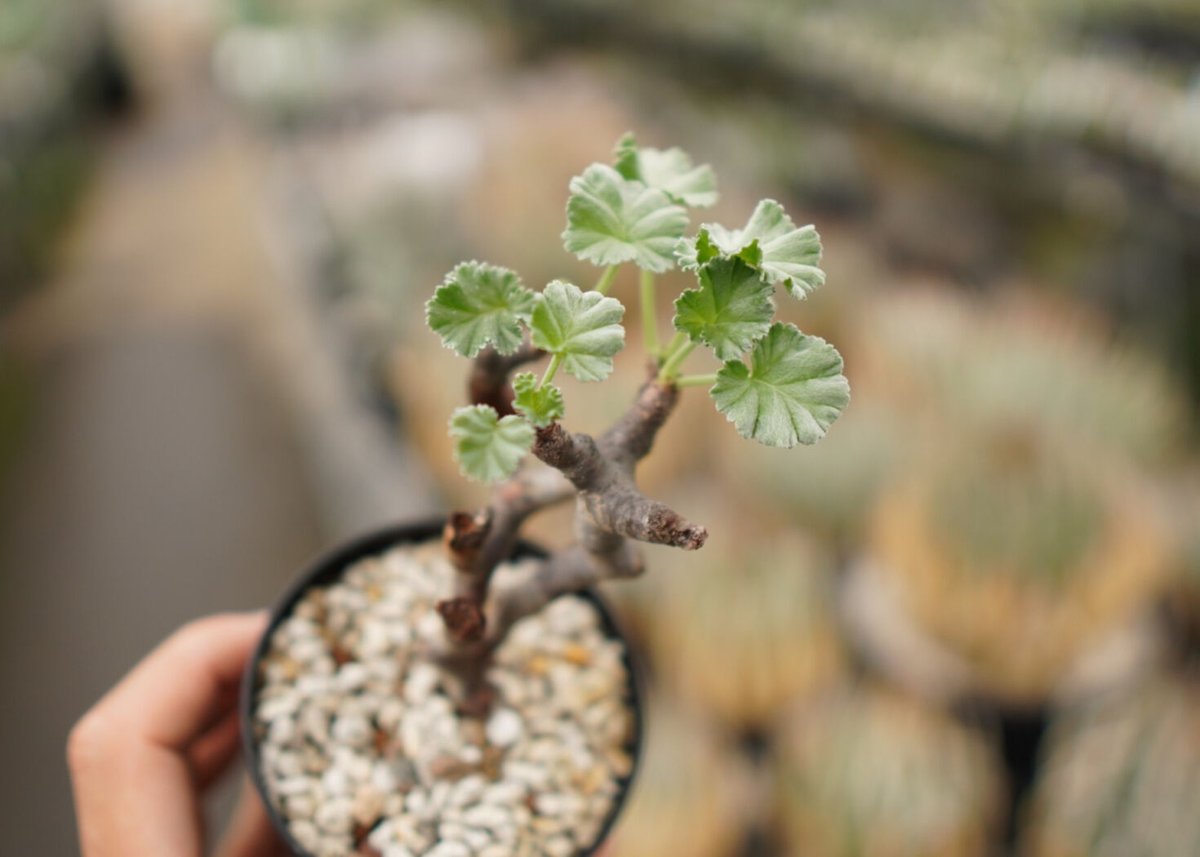 ひ*ろ様 ペラルゴニウム ミラビレ 現地球 Lサイズ