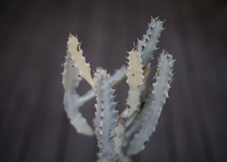 ユーフォルビア ホワイトゴースト Euphorbia lactea White Ghost