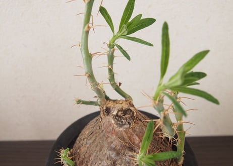 パキポディウム サキュレンタム Pachypodium succulentum
