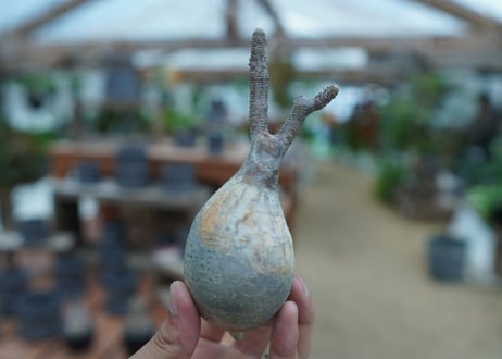 【抜き苗】パキポディウム　グラキリス　 Pachypodium Gracilius  No.6