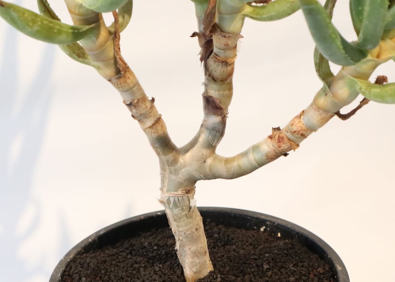 アロエ ラモシシマ | mana's farm:塊根植物・アガベ・ドライガーデン