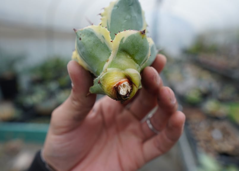 抜き苗】アガベ 怒雷神錦 Agave potatorum verschaffeltii |