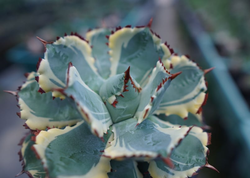 アガベ 兜蟹錦 連棘 Agave isthmensis “Kabutogani” varieg