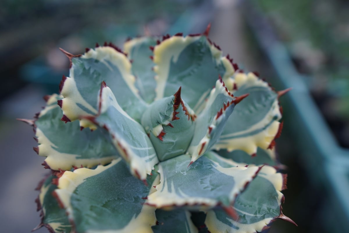 アガベ 兜蟹錦 連棘 Agave isthmensis “Kabutogani” varieg