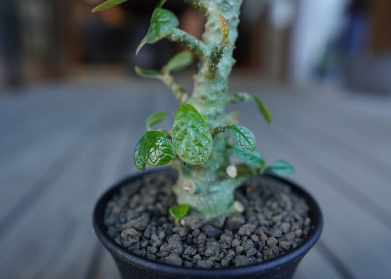 ドルステニア ギガス　Dorstenia gigas塊根植物（特大美株）