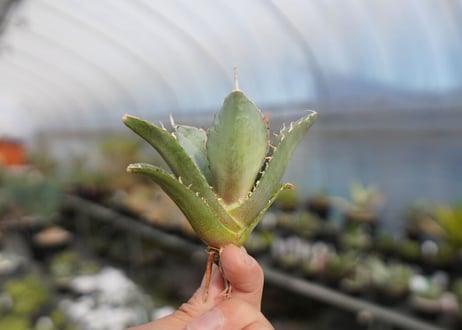 agave titanota 獅子光　lion light No.1