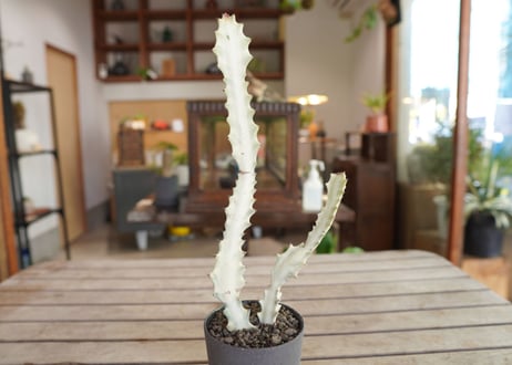 ユーフォルビア ホワイトゴースト Euphorbia lactea White Ghost