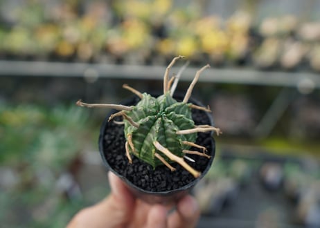 ユーフォルビア　スーパーバリダ　Euphorbia super valida  No.4