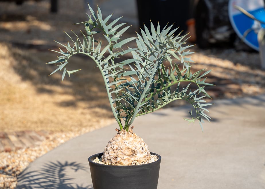 678f1520f6cbf0077dd8356e