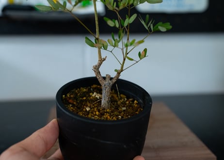 デロニクス デカリー 沖縄実生
