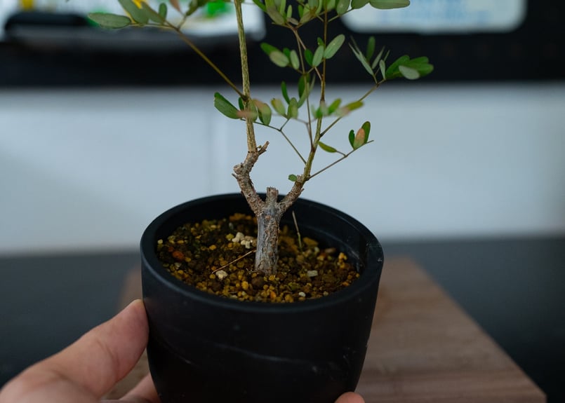 デロニクス デカリー 沖縄実生 | mana's farm:塊根植物・アガベ