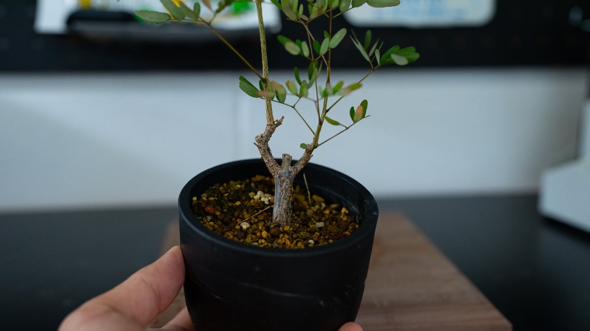 デロニクス デカリー 沖縄実生 | mana's farm:塊根植物・アガベ