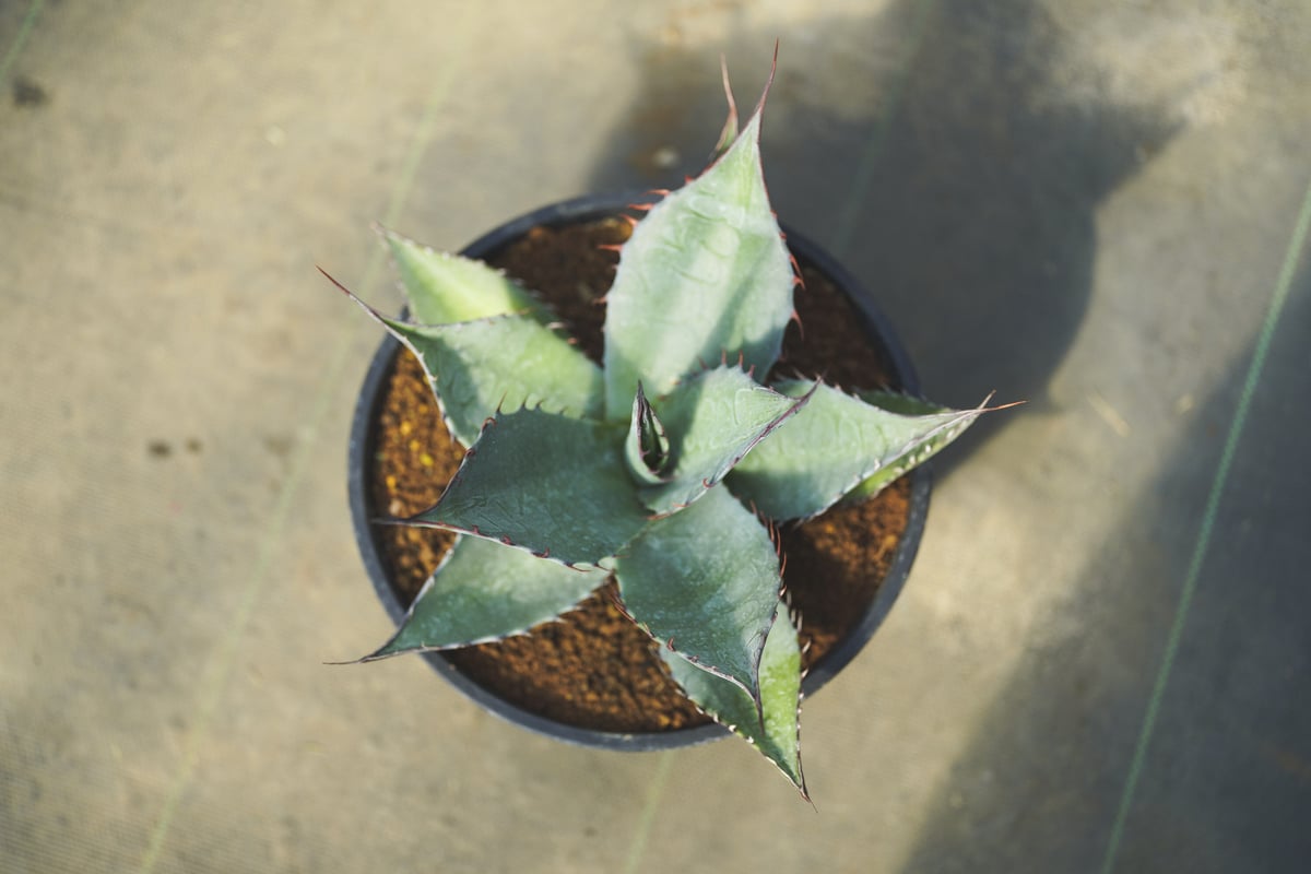 アガベ　パラサナ実生&モンタナ実生　あすかさん アガベ パラサナ 実生 | mana's farm:塊根植物・アガベ・ドライ