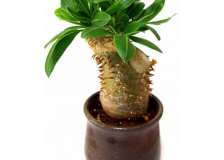 Pachypodium brevicaule 恵比寿笑い