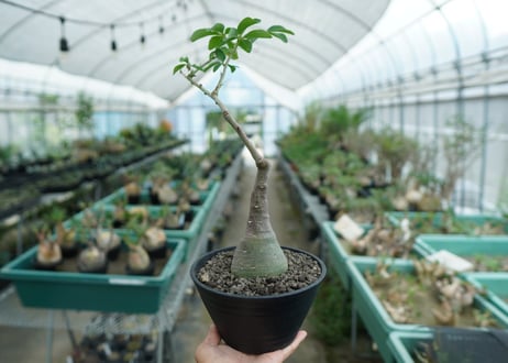 アデニア　グラウカ　Adenia glauca